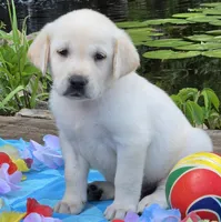 Kai, a male Labrador Retriever for sale in Centerville, TN – 2 of 6