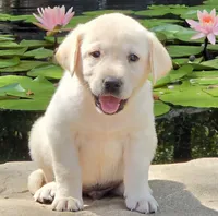 Kai, a male Labrador Retriever for sale in Centerville, TN – 3 of 6