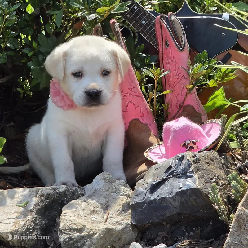 Aurelia  – Labrador Retriever puppy for sale in Centerville, TN