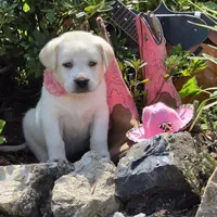 Aurelia , a female Labrador Retriever for sale in Centerville, TN – 1 of 6