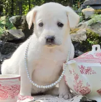Meadow, a female Labrador Retriever for sale in Centerville, TN – 2 of 6