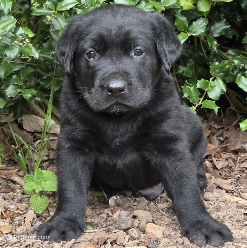 Tide – Labrador Retriever puppy for sale in Centerville, TN