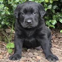 Tide, a male Labrador Retriever for sale in Centerville, TN – 2 of 4