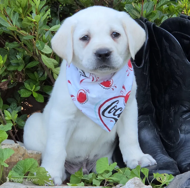 Clover – Labrador Retriever puppy for sale in Centerville, TN