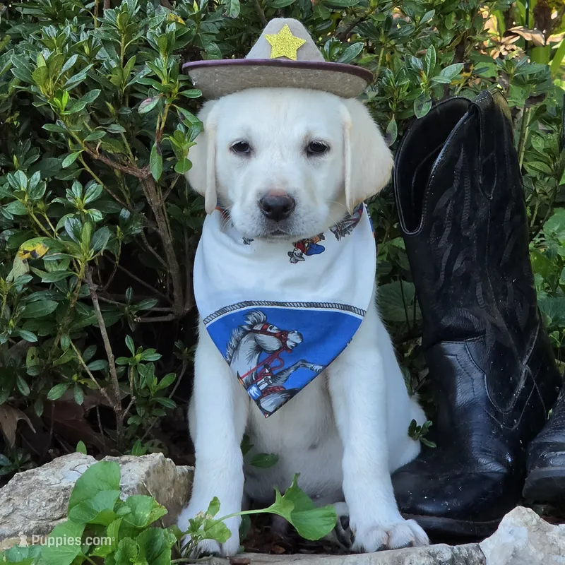 Sandy – Labrador Retriever puppy for sale in Centerville, TN