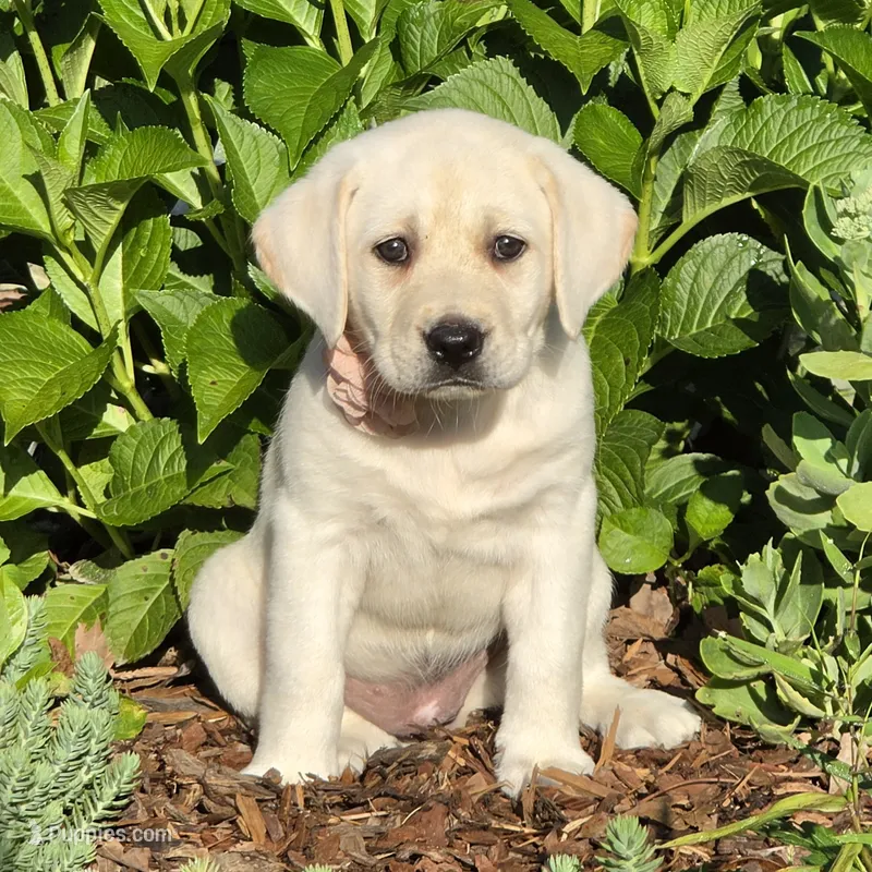 Daffy – Labrador Retriever puppy on hold in Centerville, TN