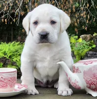 Daisy, a female Labrador Retriever for sale in Centerville, TN – 3 of 6