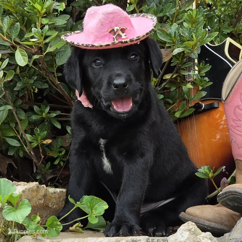 Breezy – Labrador Retriever puppy for sale in Centerville, TN