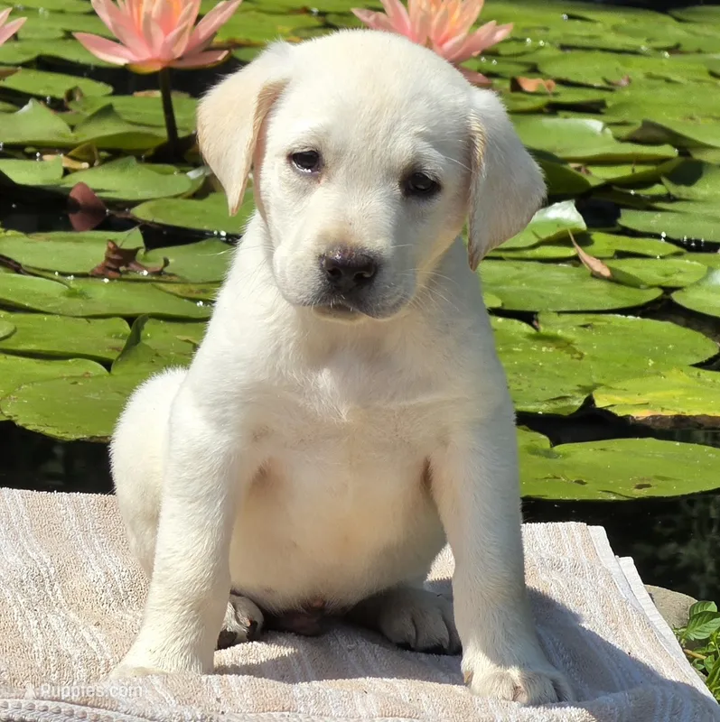 Finn – Labrador Retriever puppy for sale in Centerville, TN