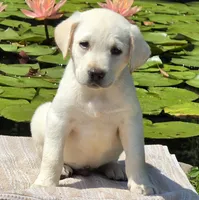 Finn, a male Labrador Retriever for sale in Nunnelly, TN – 5 of 8