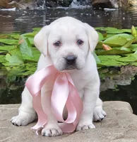 Daisy, a female Labrador Retriever for sale in Centerville, TN – 2 of 6