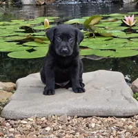 Sam, a male Labrador Retriever for sale in Centerville, TN – 3 of 6