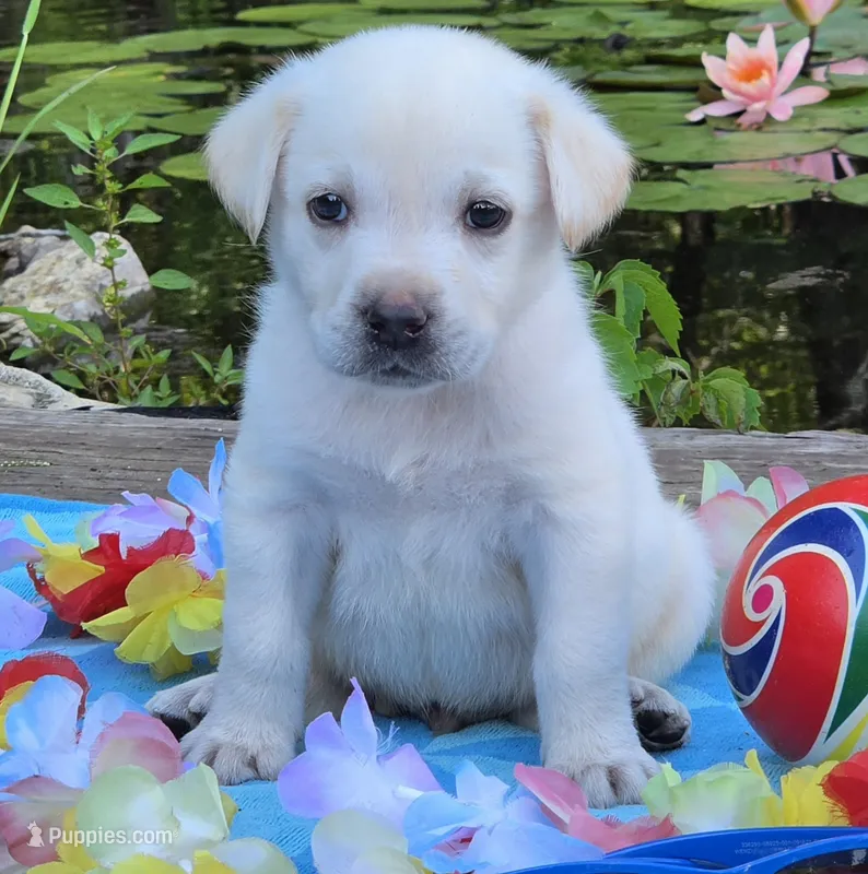 Sandy – Labrador Retriever puppy for sale in Centerville, TN