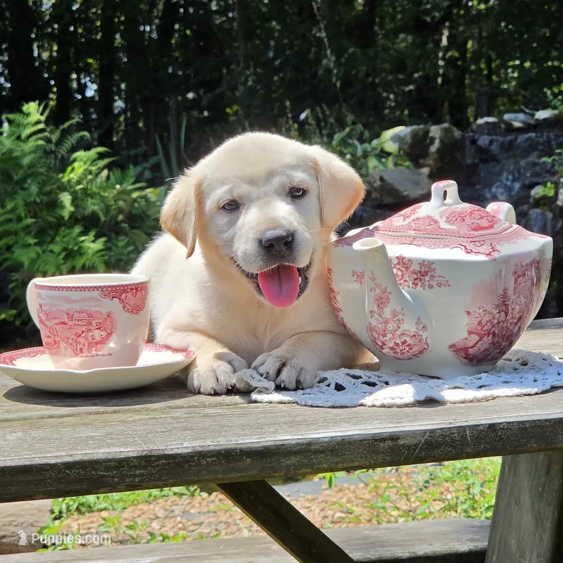 Luna – Labrador Retriever puppy for sale in Centerville, TN