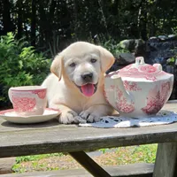 Luna, a female Labrador Retriever for sale in Centerville, TN – 2 of 5