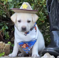 Sandy, a male Labrador Retriever for sale in Centerville, TN – 3 of 6