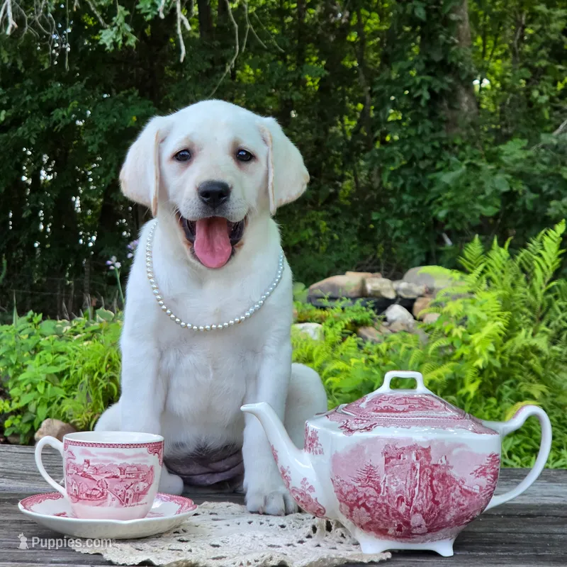 Poppy – Labrador Retriever puppy for sale in Centerville, TN