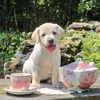 Iris, a female Labrador Retriever for sale in Centerville, TN – 2 of 6