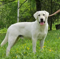 Surf, a male Labrador Retriever for sale in Centerville, TN – 4 of 4