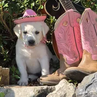 Coral, a female Labrador Retriever for sale in Centerville, TN – 4 of 6