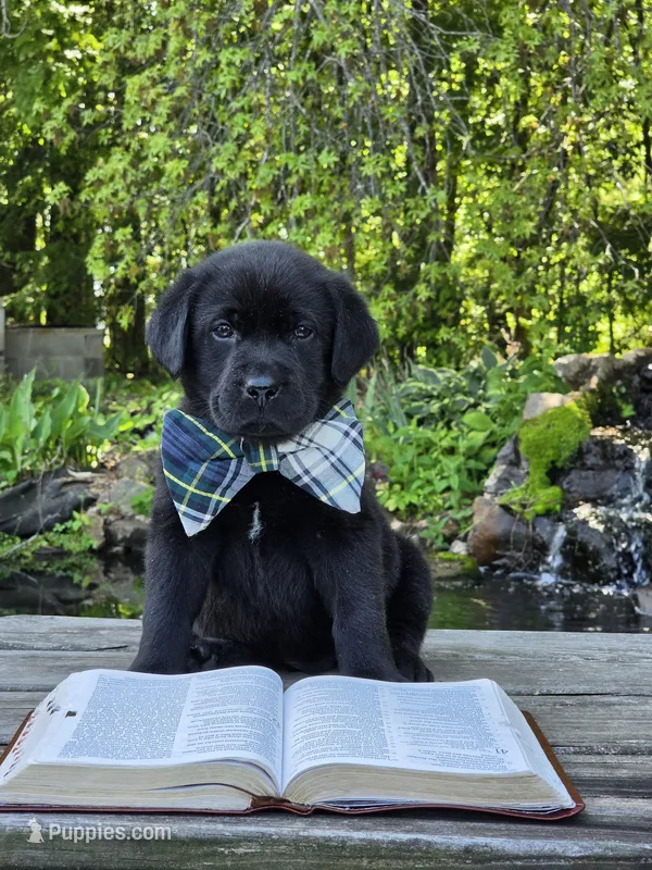 Delphinium (Delphy) , a male Labrador Retriever for sale in Centerville, TN – Photo 1 of 3