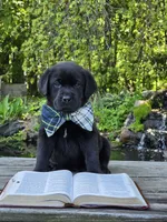 Delphinium (Delphy) , a male Labrador Retriever for sale in Centerville, TN – Photo 1 of 3