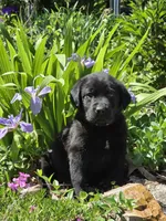 Delphinium (Delphy) , a male Labrador Retriever for sale in Centerville, TN – Photo 2 of 3