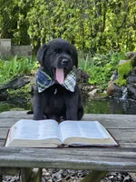 Delphinium (Delphy) , a male Labrador Retriever for sale in Centerville, TN – Photo 3 of 3