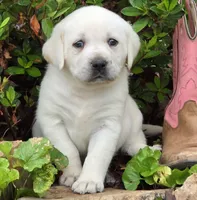 Daffy, a female Labrador Retriever for sale in Centerville, TN – 3 of 5