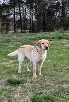 Coral, a female Labrador Retriever for sale in Centerville, TN – 5 of 6