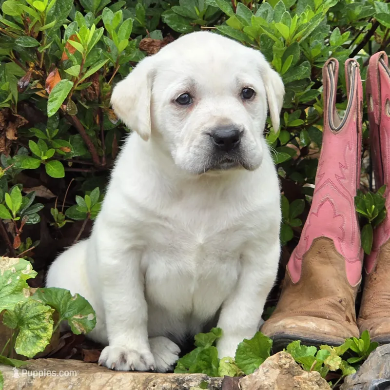 Daisy – Labrador Retriever puppy for sale in Centerville, TN
