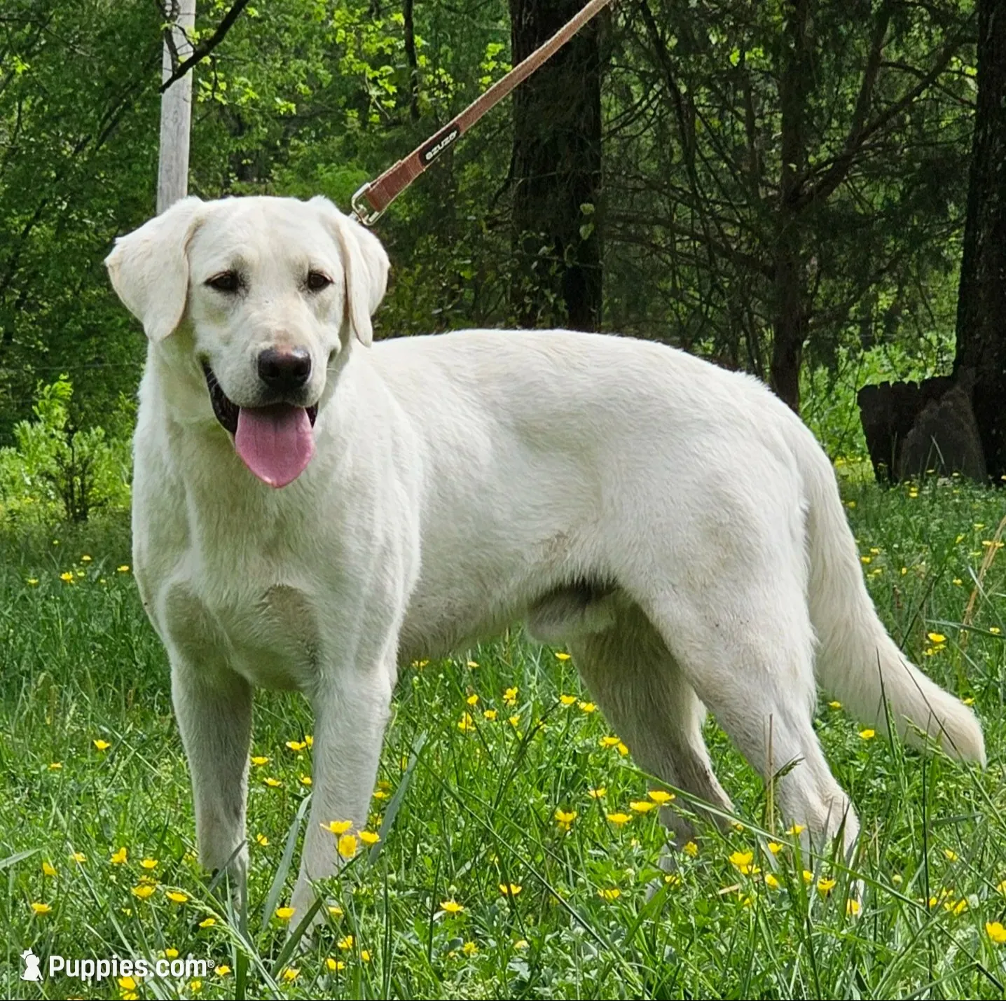 Ivy, a female Labrador Retriever for sale in Centerville, TN – 2 of 2