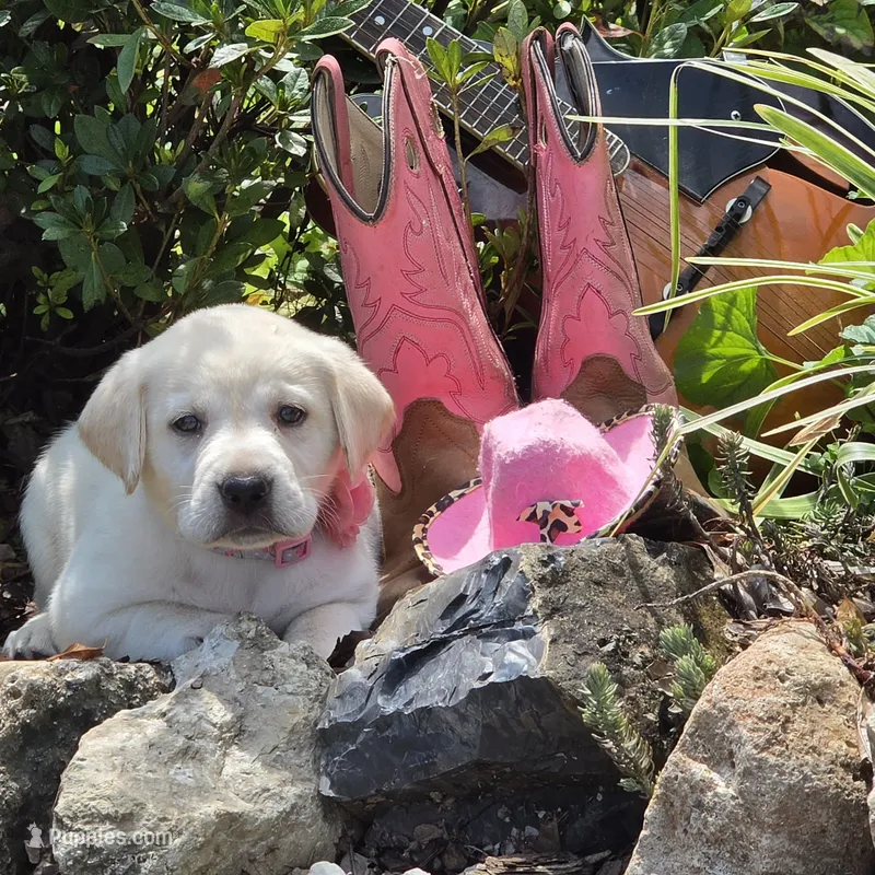 Aelia – Labrador Retriever puppy for sale in Centerville, TN