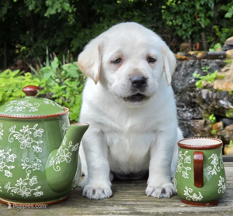 Poppy – Labrador Retriever puppy for sale in Centerville, TN