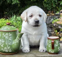 Poppy, a female Labrador Retriever for sale in Centerville, TN – 1 of 4