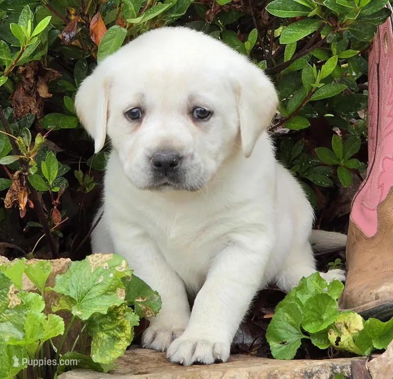 Daffy – Labrador Retriever puppy for sale in Centerville, TN