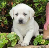 Daffy, a female Labrador Retriever for sale in Centerville, TN – 1 of 5