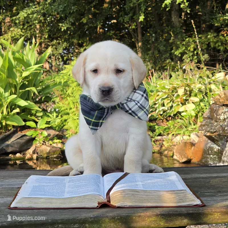 Anatoli – Labrador Retriever puppy for sale in Centerville, TN