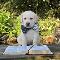Anatoli, a male Labrador Retriever for sale in Centerville, TN – 5 of 9