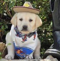 Kai, a male Labrador Retriever for sale in Centerville, TN – 4 of 6
