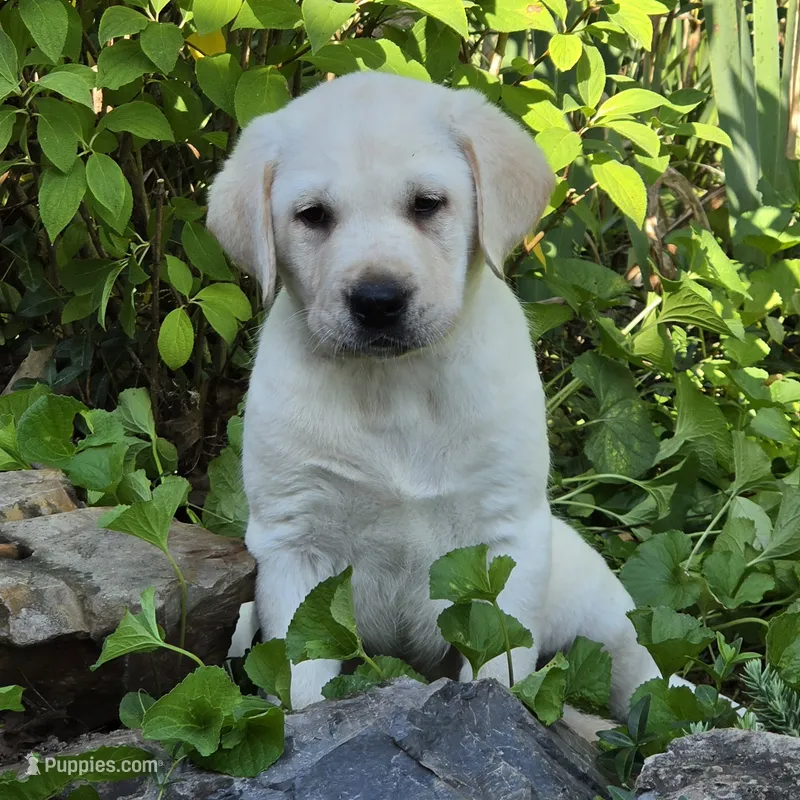 Cosmos – Labrador Retriever puppy for sale in Centerville, TN