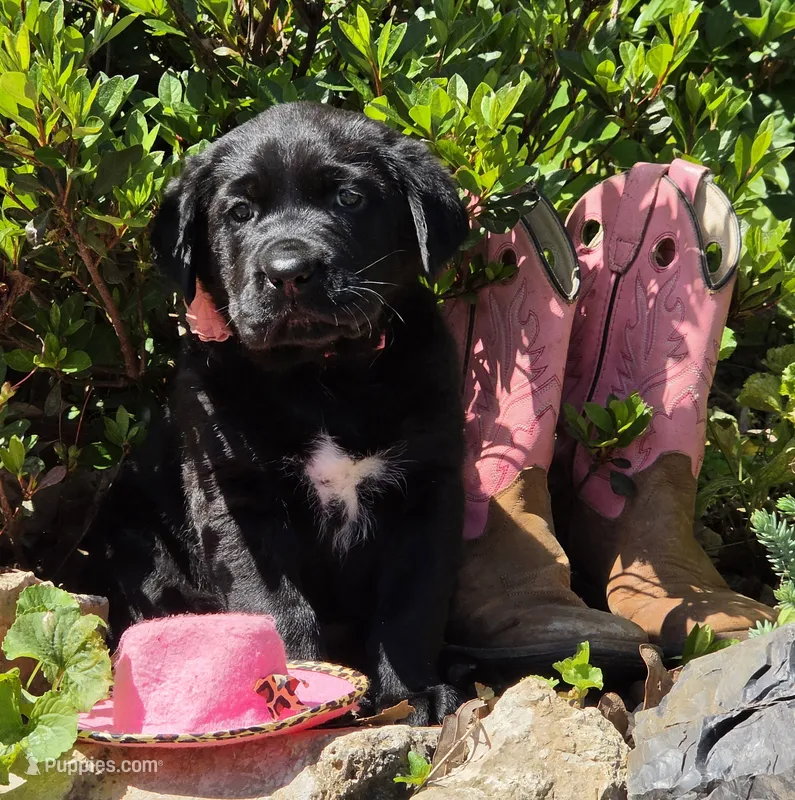 Trixie – Labrador Retriever puppy for sale in Centerville, TN