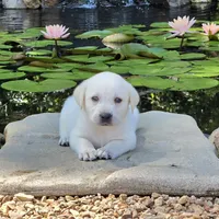 Leo, a male Labrador Retriever for sale in Centerville, TN – 3 of 6