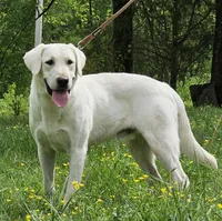 Aelia, a female Labrador Retriever for sale in Centerville, TN – 6 of 6