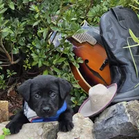 Sam, a male Labrador Retriever for sale in Centerville, TN – 4 of 6