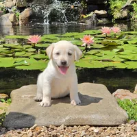 Lilia, a female Labrador Retriever for sale in Centerville, TN – 3 of 6