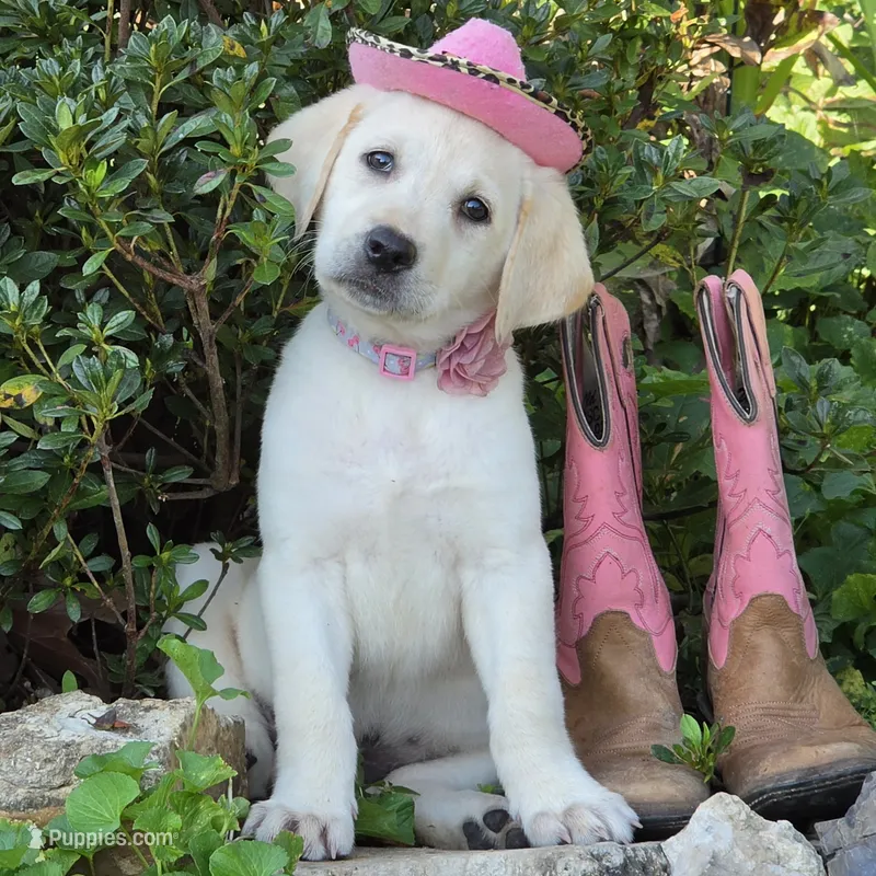 Lilia – Labrador Retriever puppy for sale in Centerville, TN