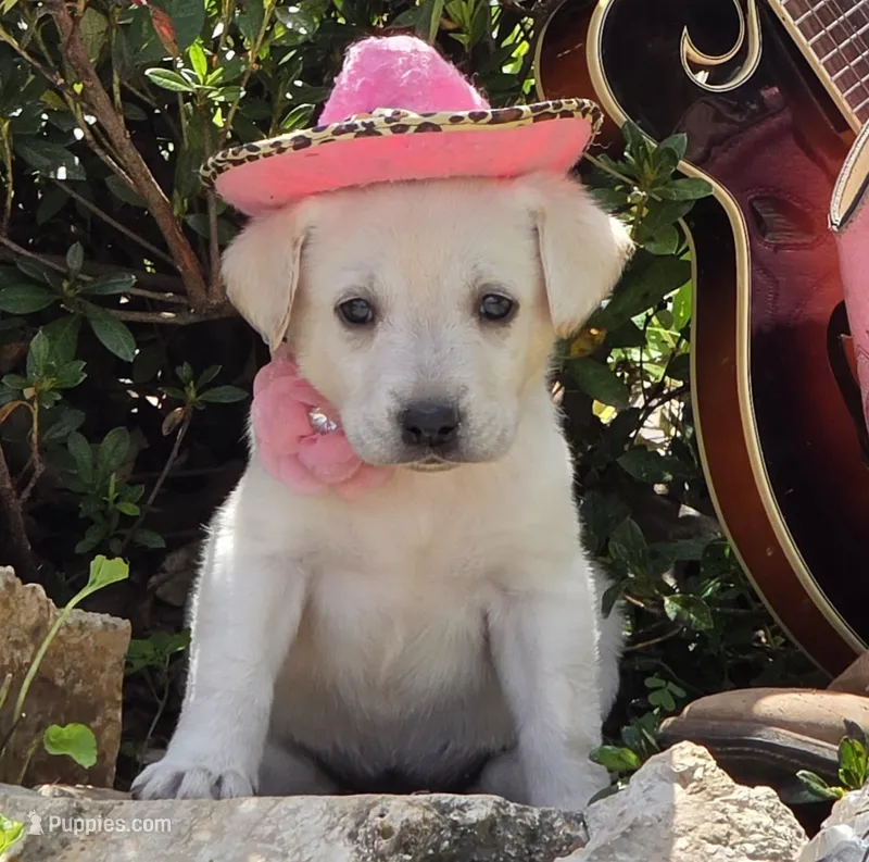 Meadow – Labrador Retriever puppy for sale in Centerville, TN
