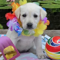 Helena, a female Labrador Retriever for sale in Centerville, TN – 4 of 6