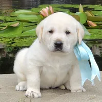 Cosmos, a male Labrador Retriever for sale in Centerville, TN – 2 of 4
